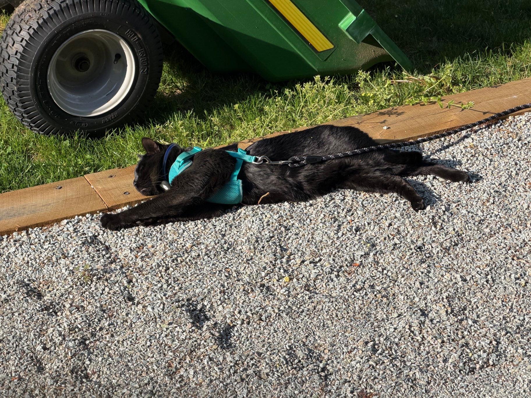 Salem stretching out on gravel in a teal harness outside