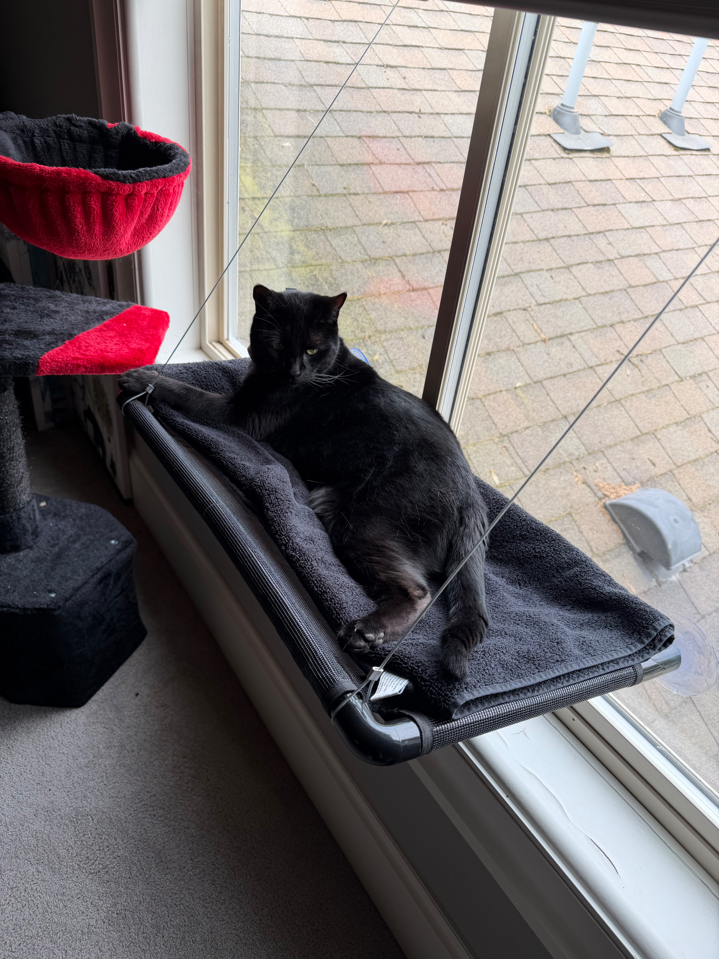 Salem relaxing in a window hammock beside the cat tree